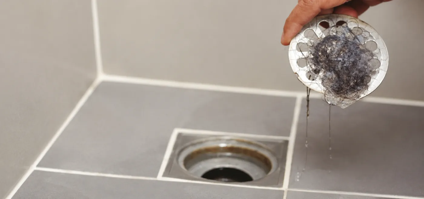 A strainer lifted from a floor drain, matted with hair